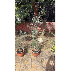 Live Plant - Olive Tree - From Morocco